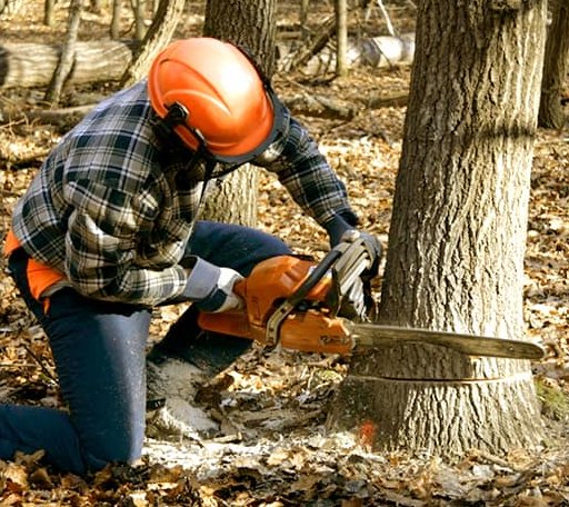 Tree Removal in Beech Bottom, WV